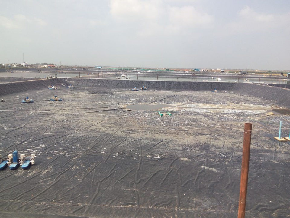 Xử Lý Nước Ao Tôm Bị Nhớt