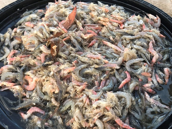 Cách Xử Lý Tôm Nổi Đầu: Nguyên Nhân & Giải Pháp Khẩn Cấp