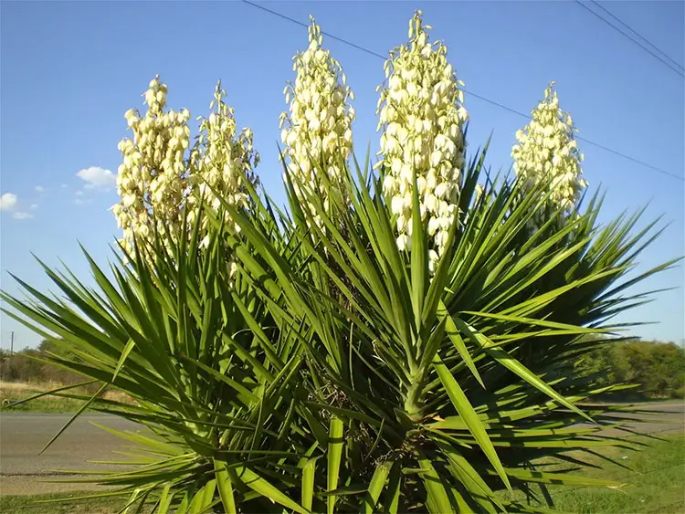 Cách Sử Dụng Yucca Hiệu Quả