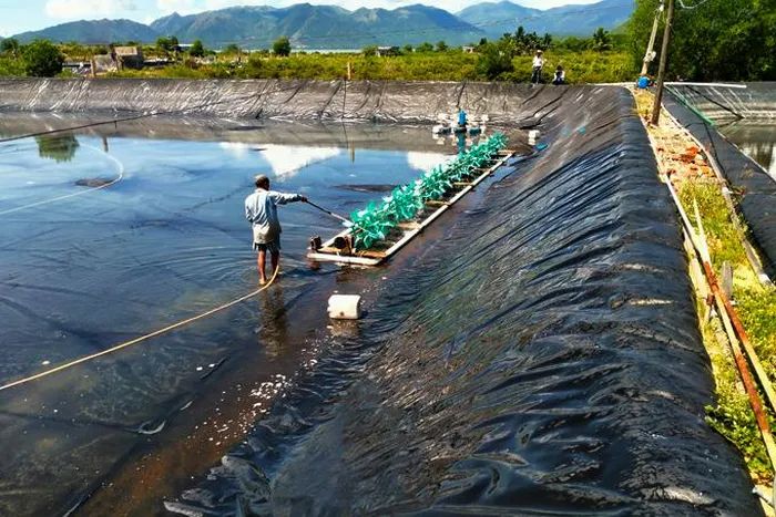 Cách Xử Lý Đáy Ao Khi Đang Nuôi
