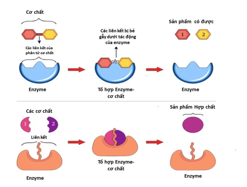 Cơ Chế Hoạt Động