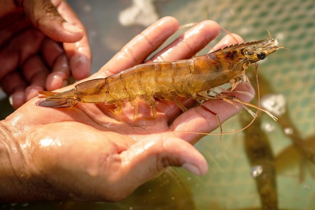 7 Dấu Hiệu Nhận Diện Tôm Đang Bị Stress