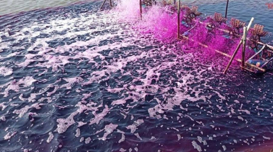 Thuốc Tím Có Tác Dụng Gì Trong Ao Nuôi
