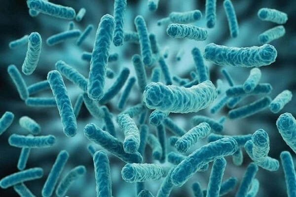 Vi sinh vật là gì