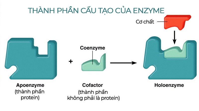 Cấu Tạo Cơ Bản Của Enzyme