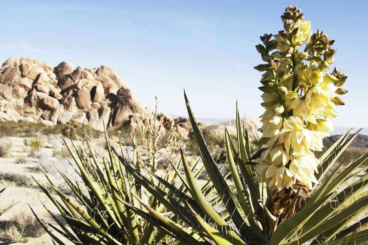 Cây yucca