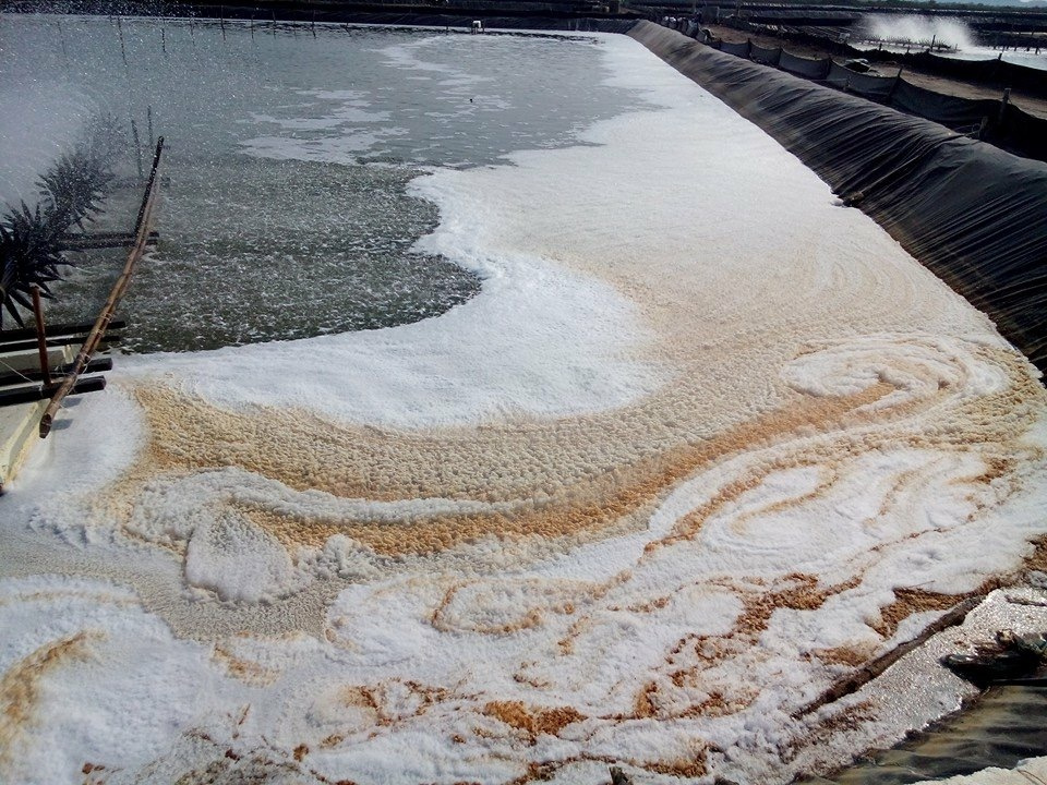 Chẩn Đoán Tình Trạng Ao Qua Màu Sắc Bọt