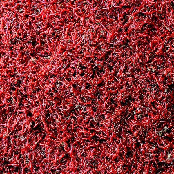 Giá Trị Dinh Dưỡng: Tại Sao Trùn Chỉ & Trùn Huyết Hấp Dẫn