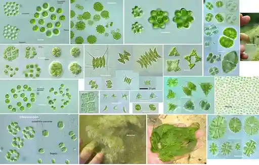 Nguyên Nhân Bùng Phát Tảo Lam