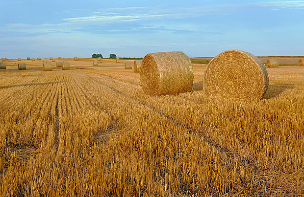 Phân biệt Gốc Rạ và Gốc Rơm