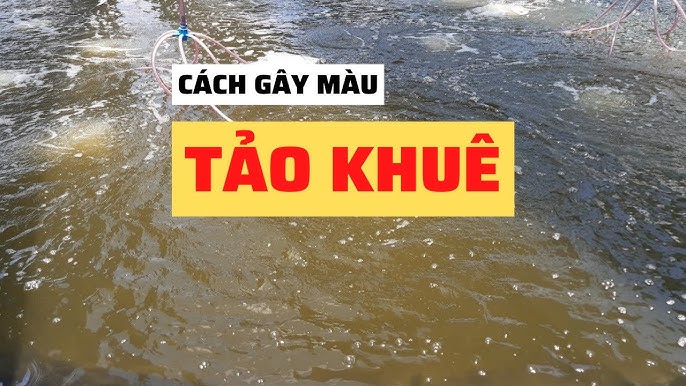 Quy Trình Kỹ Thuật Gây Màu Tảo Khuê