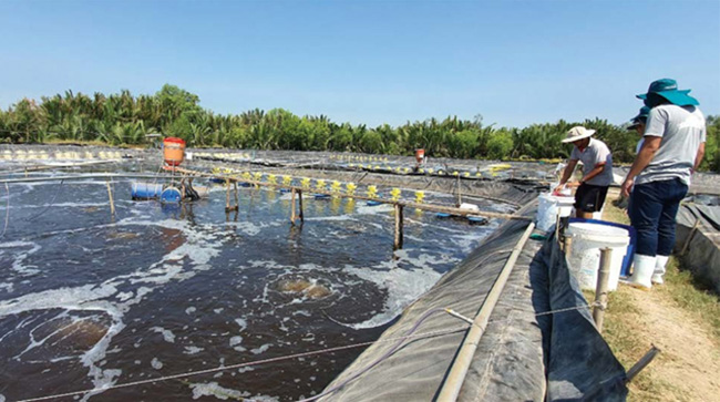 Quy Trình Phục Hồi Môi Trường Sau Khi Diệt Trứng Nước