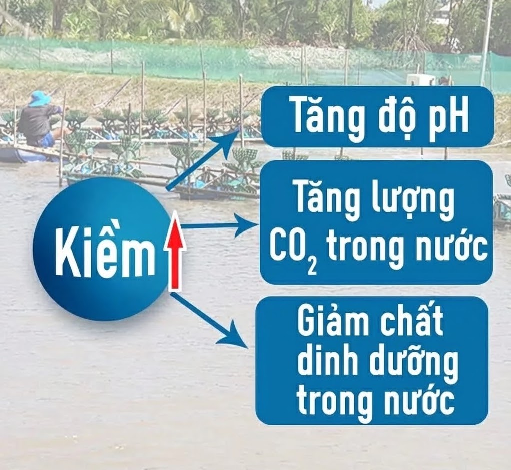 Tại Sao Độ Kiềm Lại Sống Còn Với Tôm