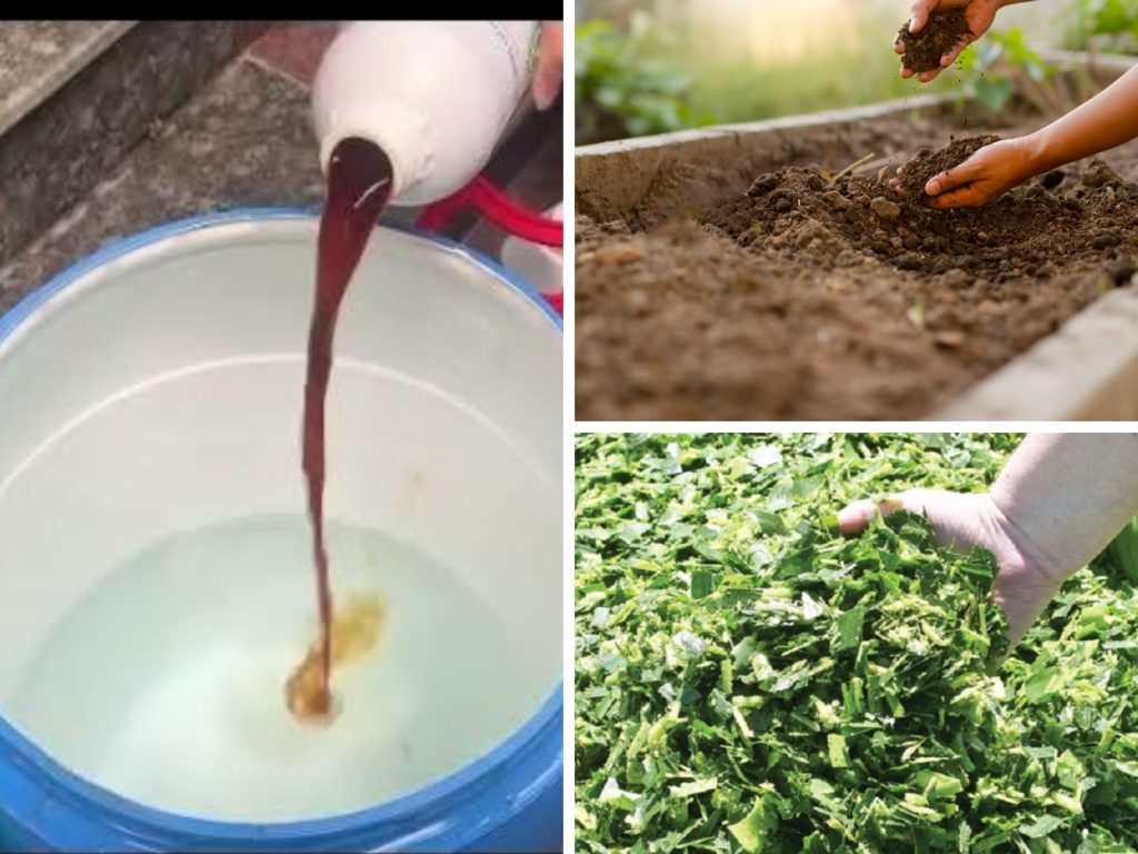 Tại Sao Mật Rỉ Đường Là "Chìa Khóa" Của Nuôi Tôm Công Nghệ Cao