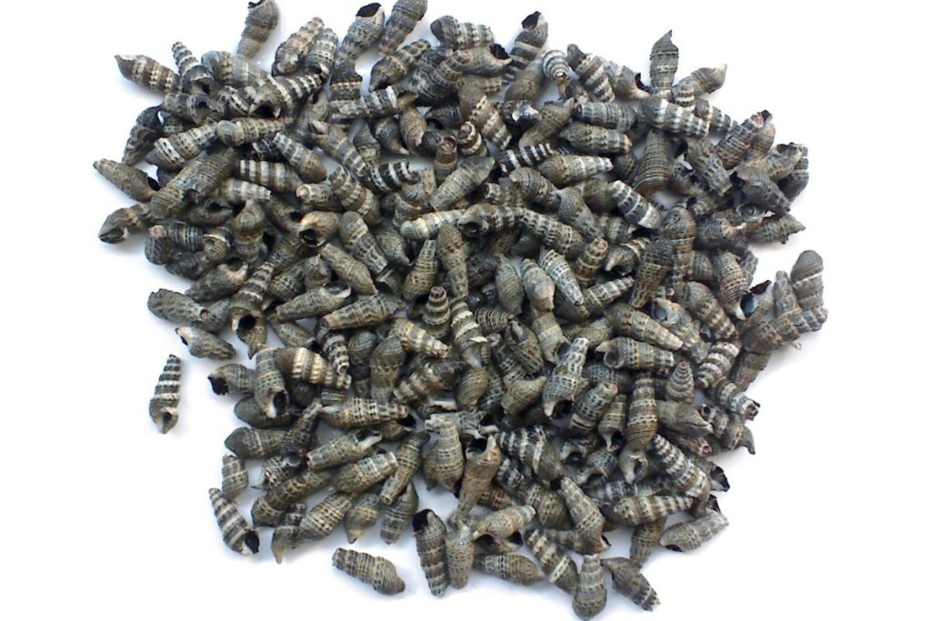 Tại Sao Phải Diệt Ốc Đinh Ngay Lập Tức