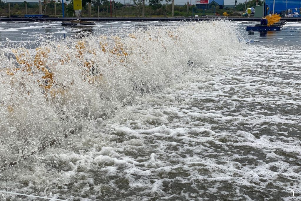 Vai Trò Của Hệ Đệm Trong Ao Nuôi Tôm Cá