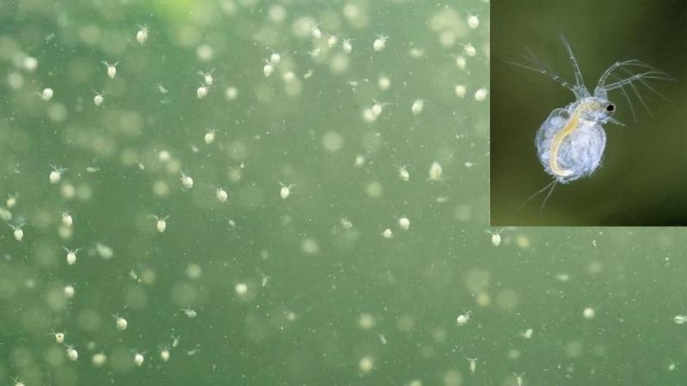 Xử Lý Triệt Để Tại Ao Lắng