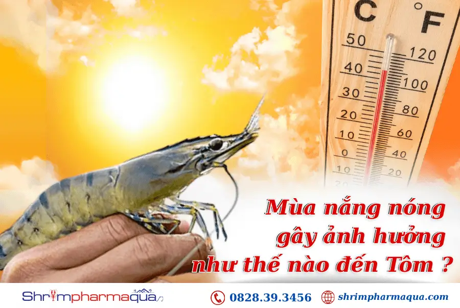 Mùa nắng nóng gây ảnh hưởng như thế nào đến tôm