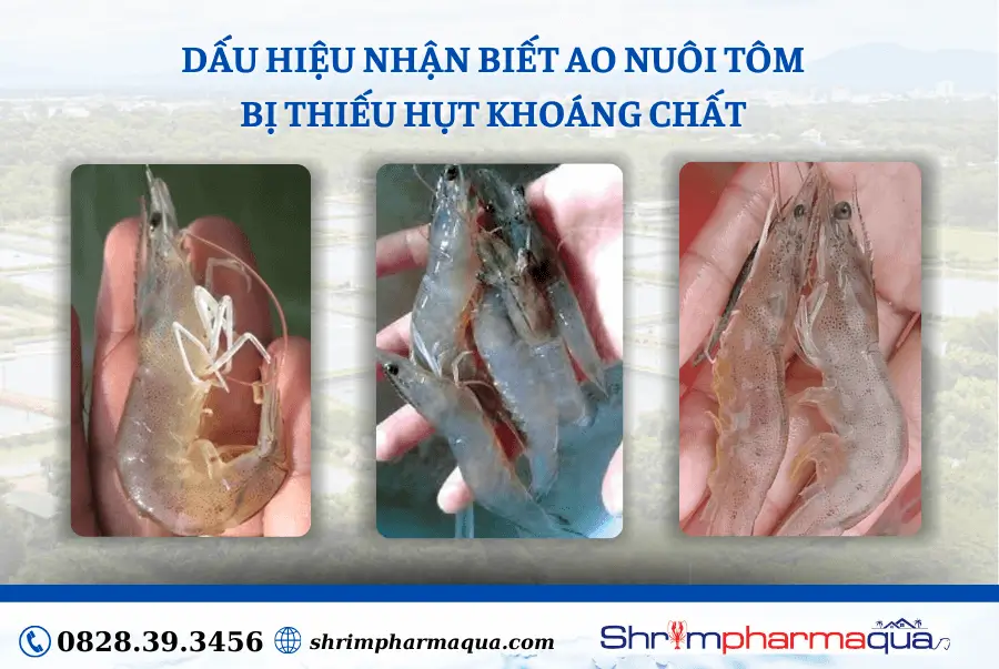 cong thân, đục cơ, khó lột xác ở tôm