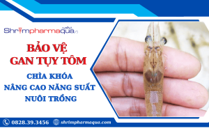 Bảo vệ gan tuỵ tôm