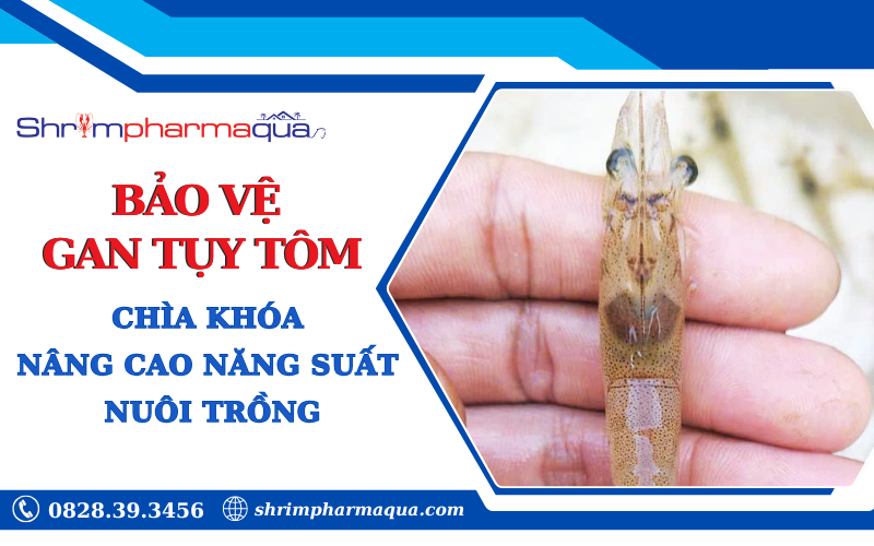 Bảo vệ gan tụy tôm – Chìa khóa nâng cao năng suất nuôi trồng Bảo vệ gan tụy tôm – Chìa khóa nâng cao năng suất nuôi trồng