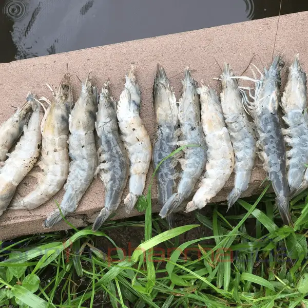 Bệnh trên tôm