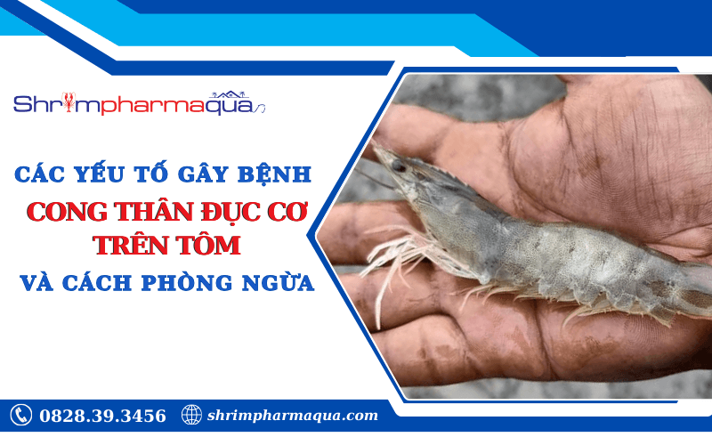 Các Yếu Tố Gây Ra Bệnh Cong Thân Đục Cơ Trên Tôm Và Cách Phòng Ngừa