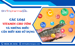 Hướng dẫn sử dụng vitamin cho tôm hiệu quả