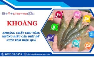 Khoáng Chất Cho Tôm: Những Điều Cần Biết Để Nuôi Tôm Hiệu Quả