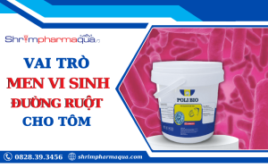 Lợi ích của men vi sinh đường ruột trong nuôi tôm