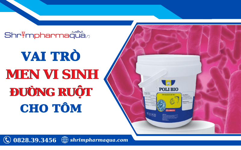 Lợi ích của men vi sinh đường ruột trong nuôi tôm