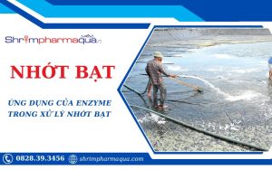 Nhớt bạt và vai trò của Enzyme trong xử lý nhớt bạt ở ao Tôm