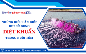 Hướng dẫn sử dụng diệt khuẩn an toàn trong nuôi tôm