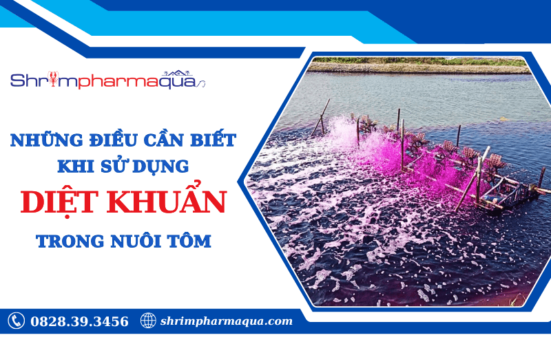 Hướng dẫn sử dụng diệt khuẩn an toàn trong nuôi tôm