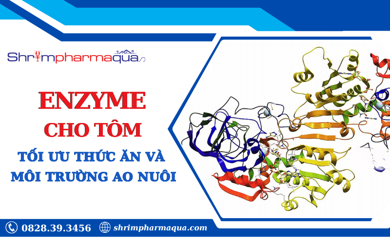  Vai trò của Enzyme