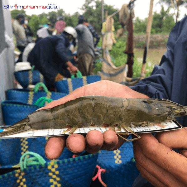 Tăng trưởng nhanh và năng suất cao