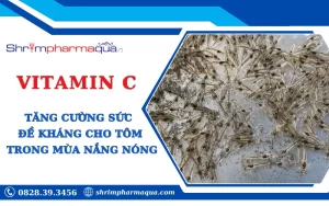 Tăng sức đề kháng cho tôm mùa nắng nóng với Vitamin C