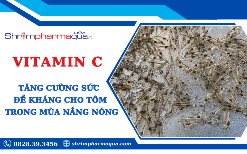 Tăng sức đề kháng cho tôm mùa nắng nóng với Vitamin C