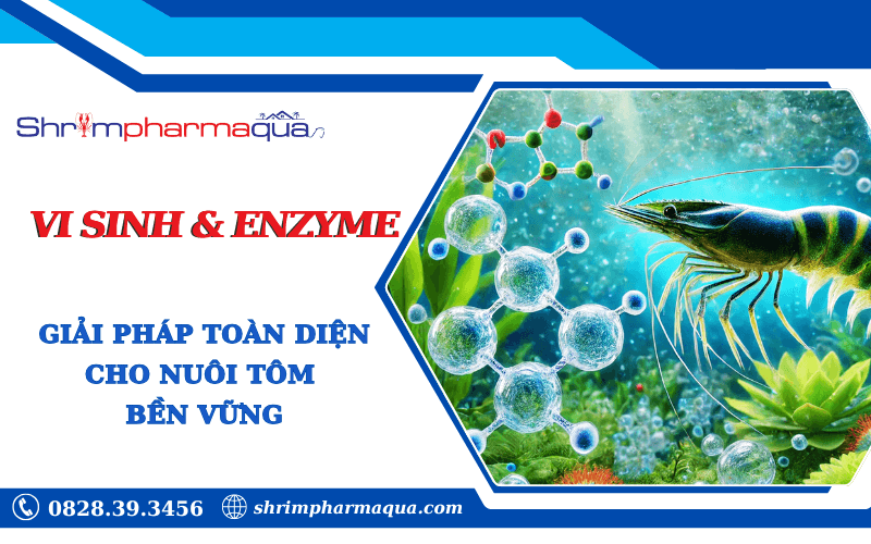 Vi Sinh Và Enzyme: Giải Pháp Toàn Diện Cho Nuôi Tôm Bền Vững