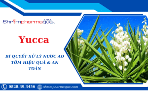 Yucca Bí Quyết Xử Lý Nước Ao Tôm Hiệu Quả