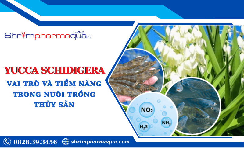 Yucca Schidigera: Vai Trò và Tiềm Năng Trong Nuôi Trồng Thủy Sản