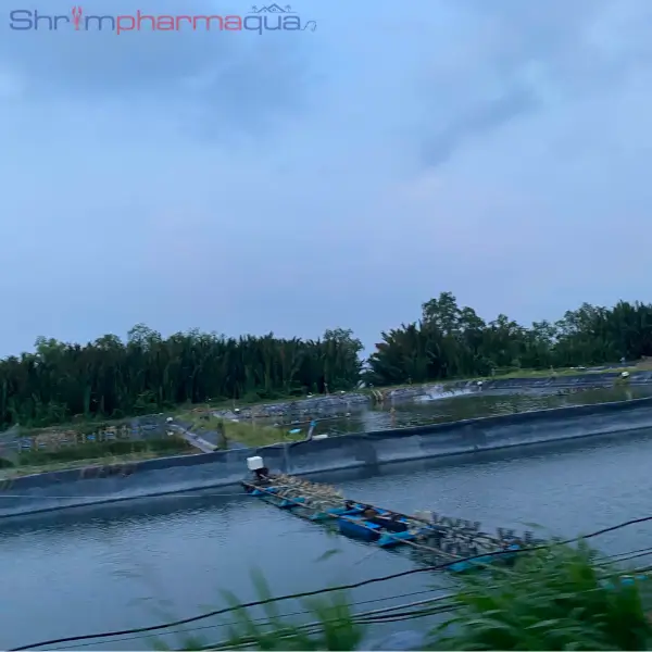 hậu quả thường gặp trong môi trường nước ao nuôi tôm
