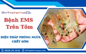 Bệnh EMS Trên Tôm - Những Điều Cần Biết và Biện Pháp Phòng Ngừa Bệnh Chết Sớm