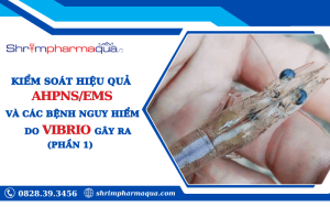 Kiểm soát hiệu quả AHPNS/EMS và các bệnh nguy hiểm do Vibrio (Phần 1)