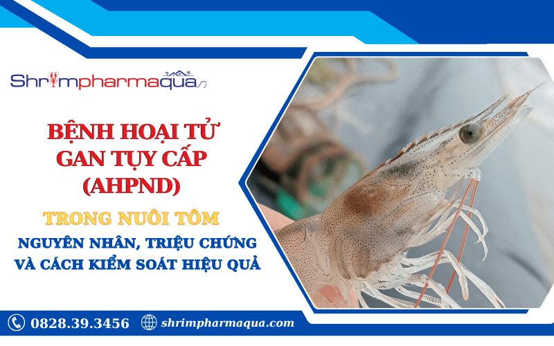 Bệnh Hoại Tử Gan Tụy Cấp (AHPND) Trong Nuôi Tôm: Nguyên Nhân, Triệu Chứng và Cách Kiểm Soát Hiệu Quả