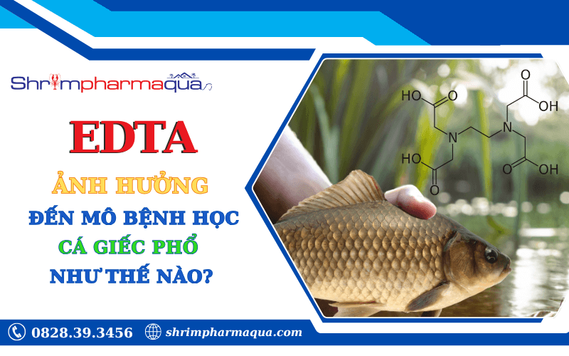 EDTA Ảnh Hưởng Đến Mô Bệnh Học Cá Giếc Phổ (Carassius Gibelio) Như Thế Nào?