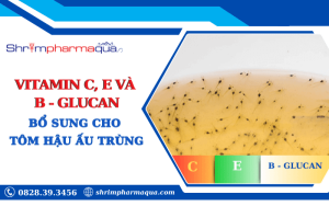 Vitamin C, E và β-glucan – Tăng sức đề kháng cho tôm hậu ấu trùng.