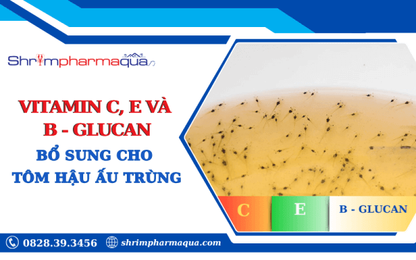 Vitamin C, E và β-glucan bổ sung cho tôm hậu ấu trùng