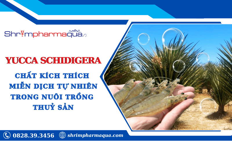 Yucca - Chất Kích Thích Miễn Dịch Tự Nhiên Trong Nuôi Trồng Thuỷ Sản