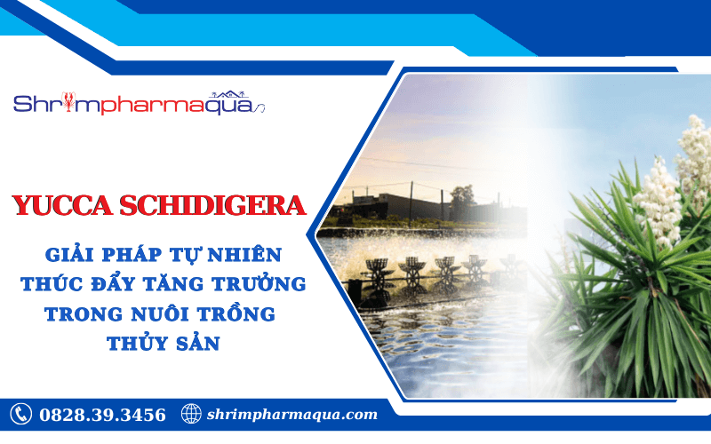 Yucca Schidigera Giải Pháp Tự Nhiên Thúc Đẩy Tăng Trưởng Trong Nuôi Trồng Thủy Sản